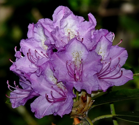 {Rhododendron catawbiense}
